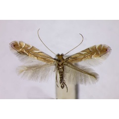 /filer/webapps/moths_gc/media/images/Q/quercifoliella_Phyllonorycter_A_BMNH.jpg