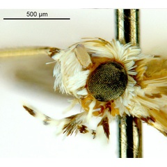 /filer/webapps/moths_gc/media/images/K/kakadu_Crotona_HT_Head2_De-Prins-etal_2025_38.jpg