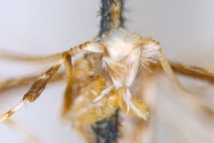 Acrocercops clisiophora