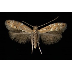 /filer/webapps/moths_gc/media/images/M/medicaginella_Phyllonorycter_A_Durnstein16111968_MHNG.jpg