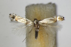 Phyllocnistis unipunctella