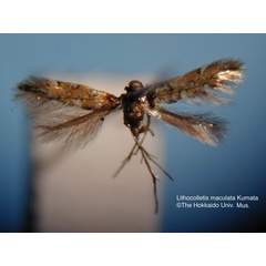 /filer/webapps/moths_gc/media/images/M/maculata_Phyllonorycter_HT_EIHU.jpg