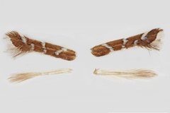 Porphyrosela minuta