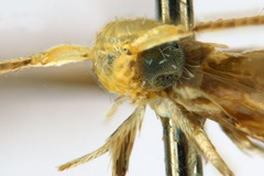 Diphtheroptila cornuta