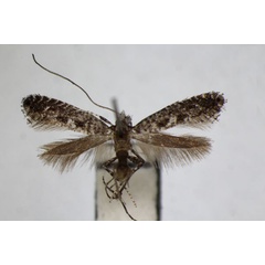 /filer/webapps/moths_gc/media/images/M/multimaculata_Parornix_A_ZSM_2.jpg