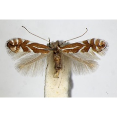 /filer/webapps/moths_gc/media/images/S/spinicolella_Phyllonorycter_A_ZSM_3.jpg