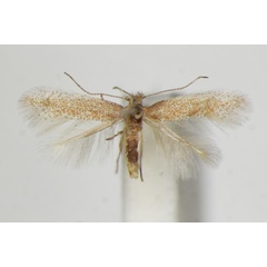 /filer/webapps/moths_gc/media/images/B/bartolomella_Phyllonorycter_PT_ZSM_5.jpg