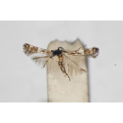 /filer/webapps/moths_gc/media/images/N/nesitis_Parectopa_A_1407687_BMNH_wing-2.1mm.jpg