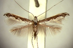 Stomphastis thraustica