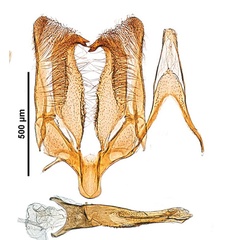 /filer/webapps/moths_gc/media/images/K/kollariella_Micrurapteryx_GM_Kirichenko-et-al_2016_115.jpg