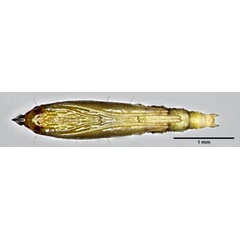 /filer/webapps/moths_gc/media/images/H/hyperpersea_Phyllocnistis_pupa_Lomeli-etal_2026_1.jpg