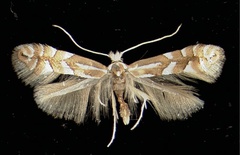 /filer/webapps/moths_gc/media/images/C/cavella_Phyllonorycter_A_Innsbruck17031950_MHNG.jpg