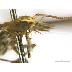 /filer/webapps/moths_gc/media/images/O/oxyloga_Diphtheroptila_AM_head2_NULT024939.jpg