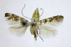 Cameraria hamadryadella