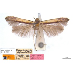 /filer/webapps/moths_gc/media/images/Z/zophonota_Caloptilia_HT_ANIC_not-synonym.jpg