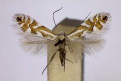 Phyllonorycter alpina