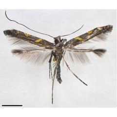 /filer/webapps/moths_gc/media/images/A/aesculi_Caloptilia_HT_HUNAU.jpg