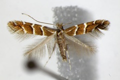 Cameraria ohridella