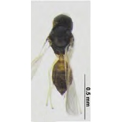 /filer/webapps/moths_gc/media/images/I/issikii_Phyllonorycter_Mischotetrastichus_petiolatus_Kosheleva_et_al._2022_14.jpg