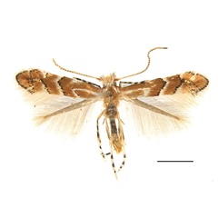 /filer/webapps/moths_gc/media/images/P/pterocaryae_Phyllonorycter_A_Lu-etal_2025_456.jpg