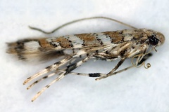 Acrocercops combreticola