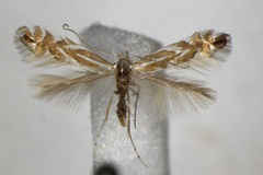 Phyllonorycter esperella