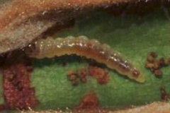 Leucocercops curatellifoliae