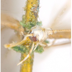 /filer/webapps/moths_gc/media/images/A/albomaculella_Acrocercops_HT_head_ANIC.jpg