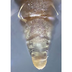 /filer/webapps/moths_gc/media/images/C/comparella_Phyllonorycter_cremaster_Bengtsson_2025_31.jpg