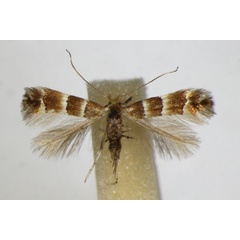 /filer/webapps/moths_gc/media/images/T/tristrigella_Phyllonorycter_A_ZSM_2.jpg