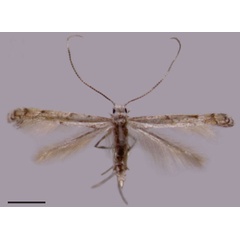 /filer/webapps/moths_gc/media/images/A/ambrosiavora_Atacamaptilia_PT_Espinoza-Donoso-etal_2022_407.jpg