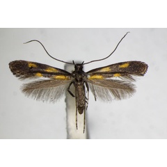 /filer/webapps/moths_gc/media/images/A/auroguttella_Calybites_A_ZSM_3.jpg