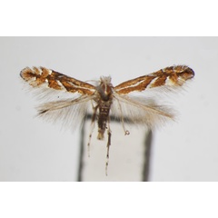 /filer/webapps/moths_gc/media/images/R/ringoniella_Phyllonorycter_A_ZSM.jpg