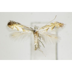 /filer/webapps/moths_gc/media/images/N/nigristella_Phyllonorycter_A_ZSM.jpg