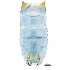/filer/webapps/moths_gc/media/images/P/pinnatae_Liocrobyla_HT_GF_abdomen_ANIC.jpg