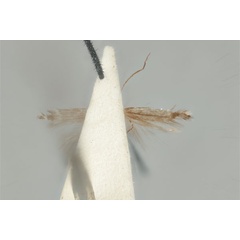 /filer/webapps/moths_gc/media/images/A/acares_Aristaea_ST_ANIC31-076454_ventral.jpg
