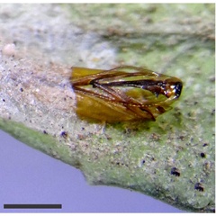 /filer/webapps/moths_gc/media/images/C/chilensis_Leurocephala_exuvium_Pereira-et-al_2017.jpg