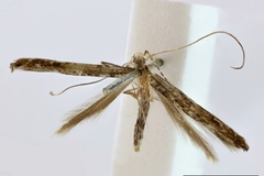 Parectopa pselaphotis