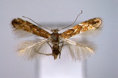 Phyllonorycter tenebriosa