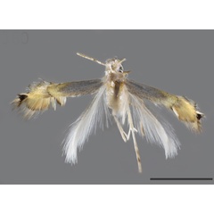 /filer/webapps/moths_gc/media/images/P/petronellii_Phyllocnstis_HT_MNHN.jpg