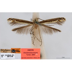 /filer/webapps/moths_gc/media/images/F/fluorescens_Acrocercops_ST1_ANIC.jpg