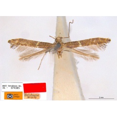 /filer/webapps/moths_gc/media/images/A/albicincta_oenopella_Caloptilia_HT_ANIC.jpg