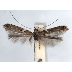 /filer/webapps/moths_gc/media/images/J/jurateae_Caloptilia_A_WJDP_01.jpg