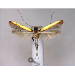 /filer/webapps/moths_gc/media/images/B/baringi_Caloptilia_A_EIHU.jpg