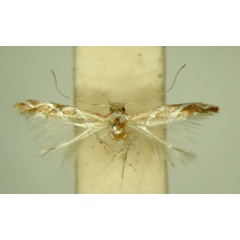 /filer/webapps/moths_gc/media/images/G/grewiaecola_Phyllonorycter_ PT_TMSA6371.jpg