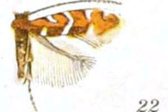 Macrosaccus uhlerella