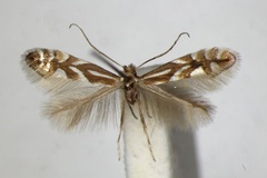 Phyllonorycter sorbi