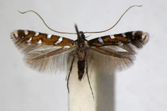 Dialectica imperialella