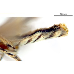 /filer/webapps/moths_gc/media/images/G/glochidia_Diphtheroptila_PT1_abdomen_ANIC.jpg