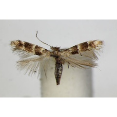 /filer/webapps/moths_gc/media/images/A/agilella_Phyllonorycter_A_ZSM.jpg